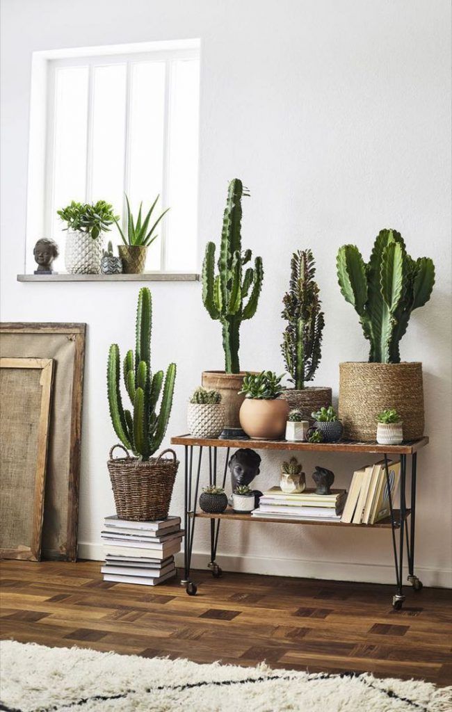 Ideas fáciles y efectivas para decorar con plantas de interior